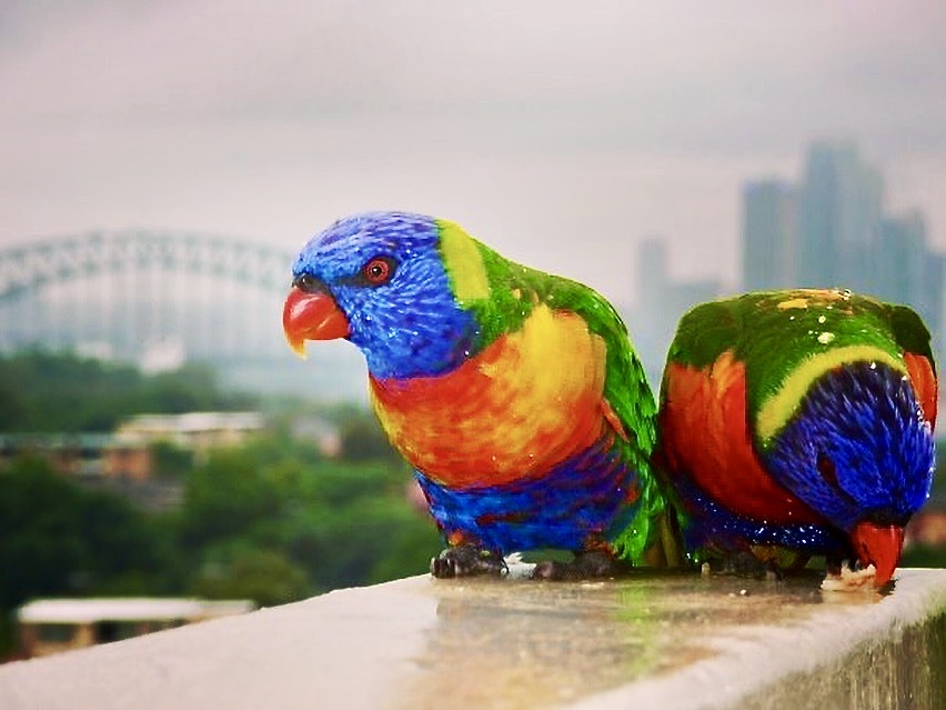 Rainbow Lorikeets, Sydney