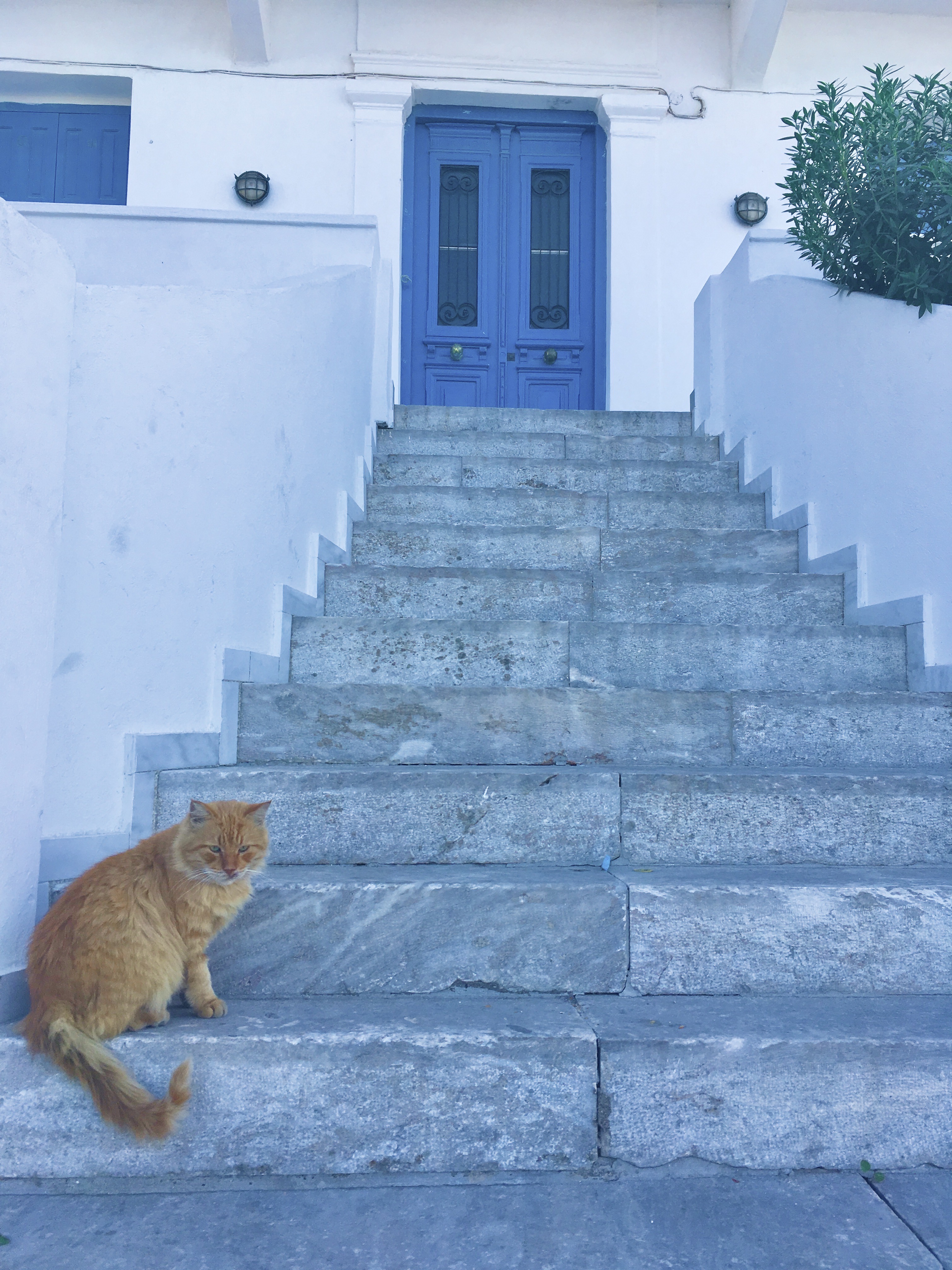 One of the locals, Spetses